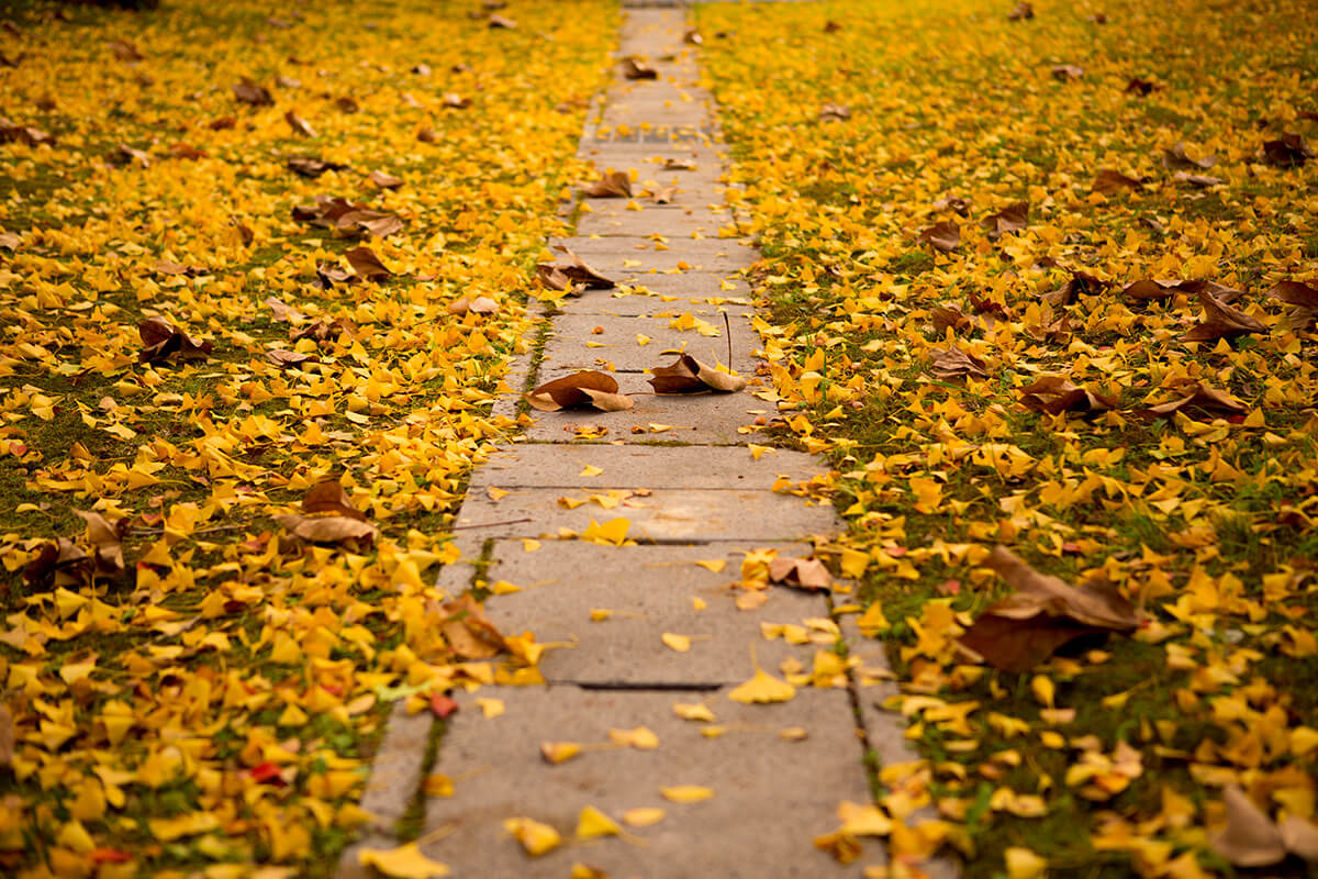 イチョウと側溝