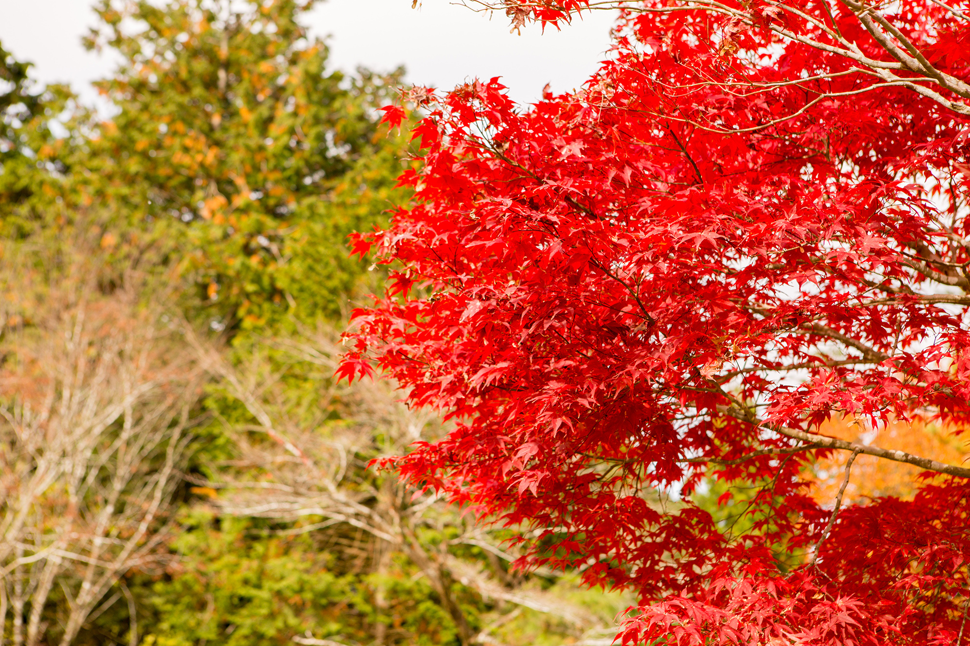 萌ゆる紅葉