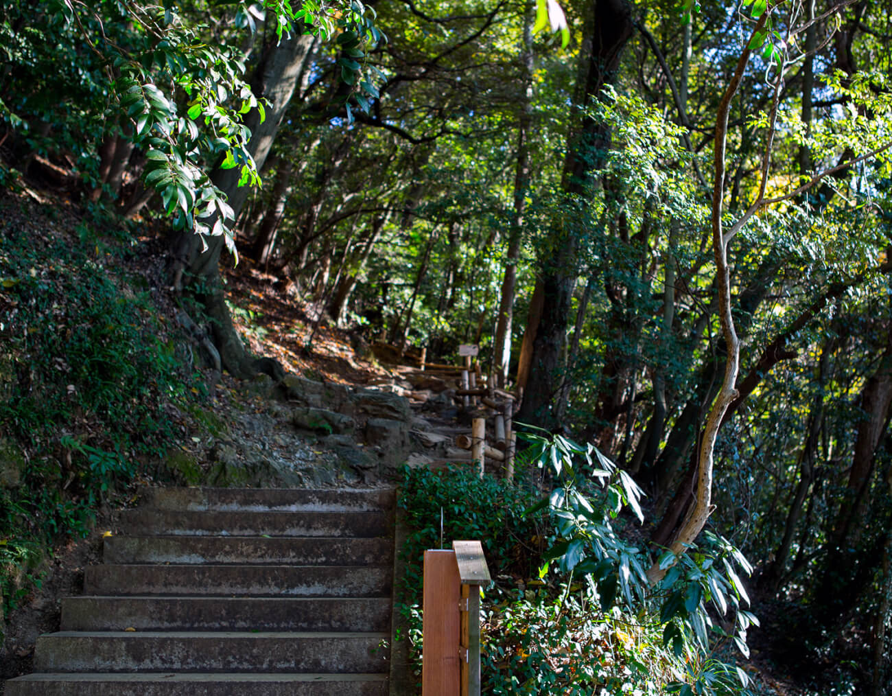 森の階段