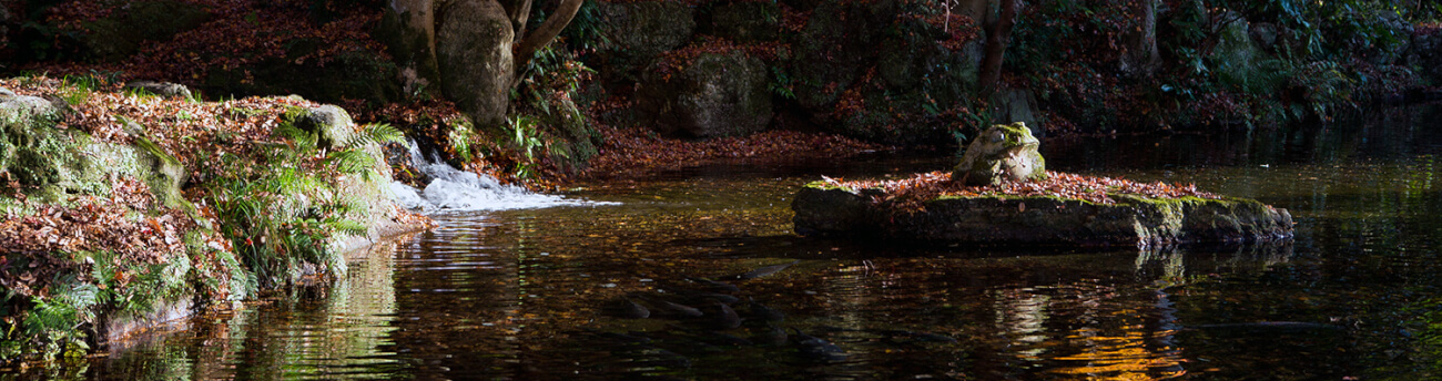 カエル池（バナー用）
