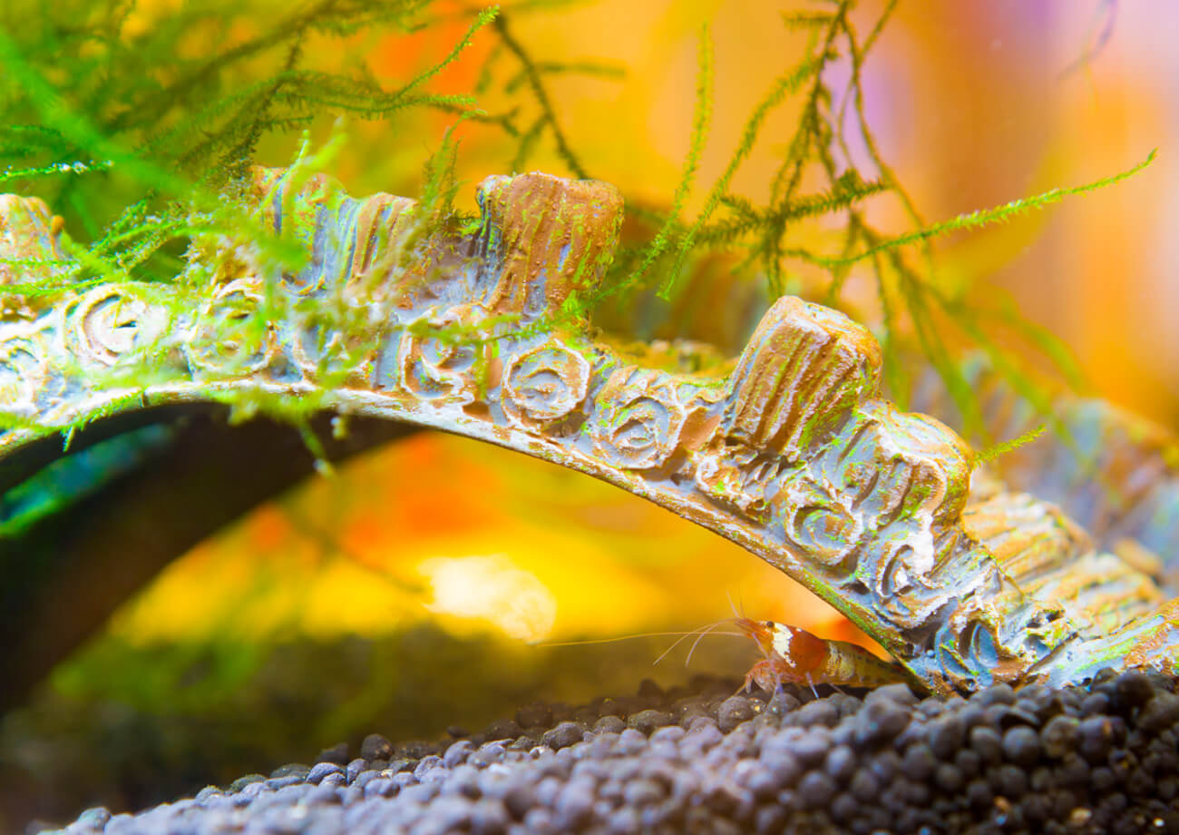 ビーシュリンプ２