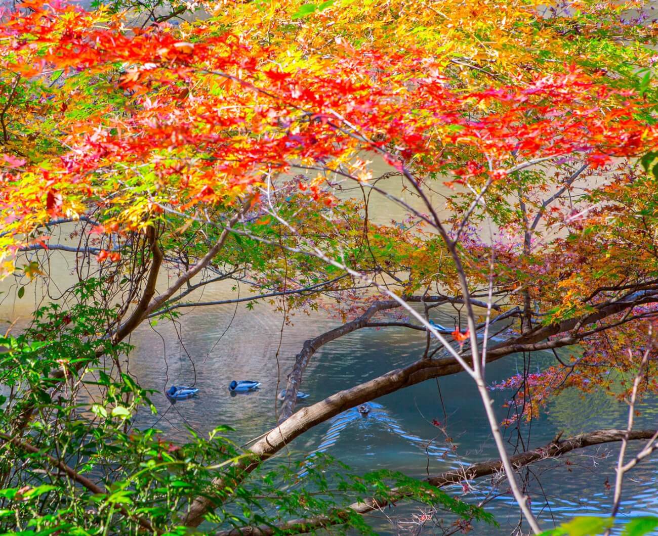 鴨と紅葉（ in 松尾池 ）